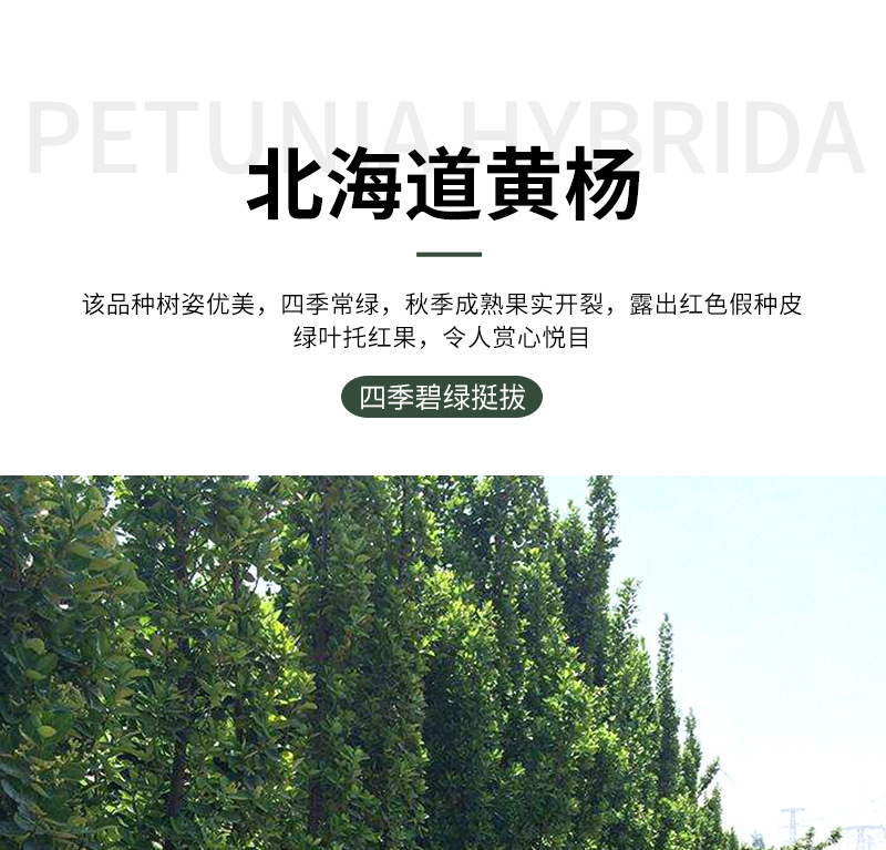 北海道黄杨_01