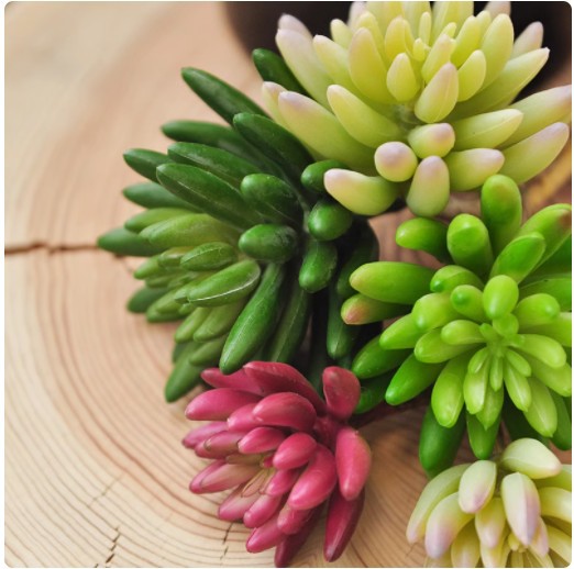 Simulation succulent plant bergamot Lotus simulation plastic L desk…