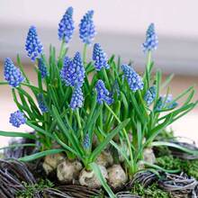 进口葡萄风信子种球室内外盆栽多年生花卉耐寒四季栽种水土培植物
