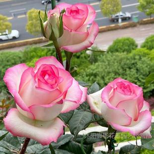 Zumilia Elsa Rose Seedlings Potted Extra Large Flower Fragrant Rose Seedlings Balcony Courtyard Four-Season Flower Plants