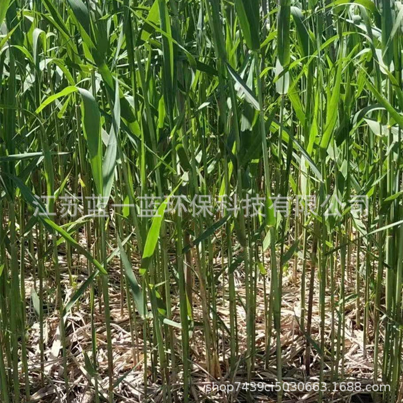 芦荻 荻草 荻 多年生草本植物 水体湿地绿化净化水质承包种植养护-阿里巴巴