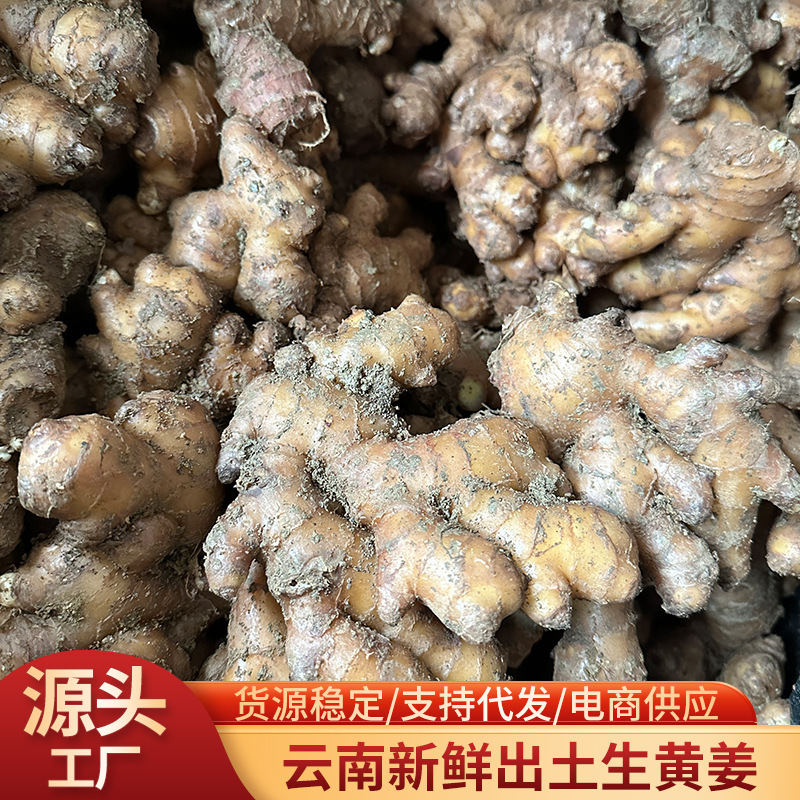 Spot Wholesale Yunnan Luoping Raw Turmeric Soup, Tea Seasoning, Bulk Tender Raw Turmeric, Rich Ginger Flavor