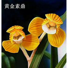 ��ϵ������y�ϷN�m����  ɏ���m���S���ض�������Gֲ���܈@