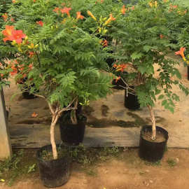 一件代发凌霄花苗爬藤植物庭院阳台花卉多季开花盆栽地栽苗木美国