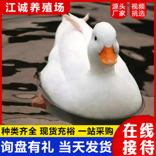 �W�tͬ�� ��������Xһֻ �������U���� ������w ���B�^�p��