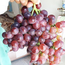 无核红宝石葡萄苗 山东平度基地批发晚熟品种葡萄树苗价格低