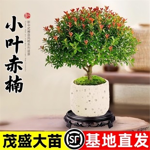 С�~����辰��z�ľ�Ϙ����Դ���k���҃�����Gֲ�����ļ����B