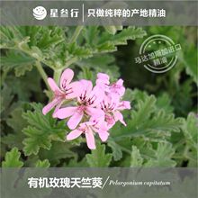 玫瑰天竺葵精油马达加斯加进口按摩香薰植物原料批发舒缓舒缓按摩