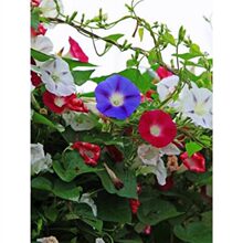 ���ٴ�ţ���N����Ԯ�҃��̨�����_�����ļ������Nֲ���Ȼ�����