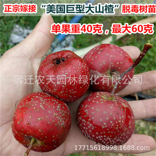 ��t��ɽ���޽�ɽ高��箔��Y������d�Ϸ��Nֲ�������ɽ高�