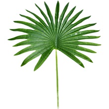 仿真大棕榈叶扇奎叶单片大婚礼子棕树叶婚庆装饰塑料假单只/束大