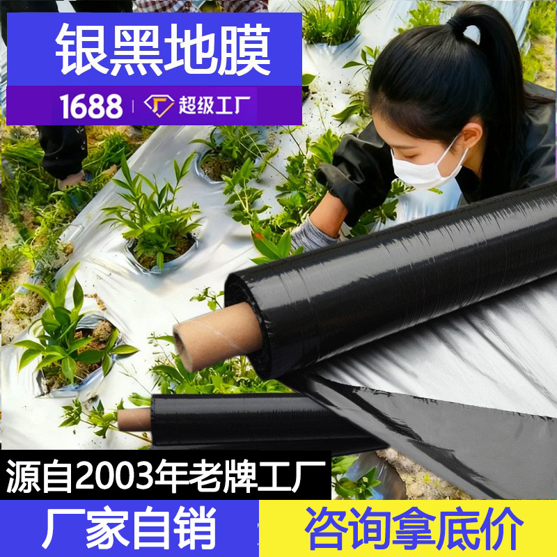 Mulch film agrícola Mulch film negro anti-hierba Mulch film negro perforable aislamiento térmico y fertilizante Mulch film negro plata Mulch film negro