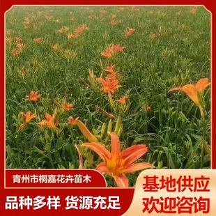Base Wholesale Engineering Community Greening Seedlings Ornamental Large-Flowered Daylily Golden Doll Daylily Red-Flowered Daylily