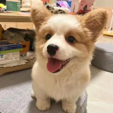 双血统双色三色柯基幼纯小型犬柯基幼犬超萌小短腿活体宠物狗狗
