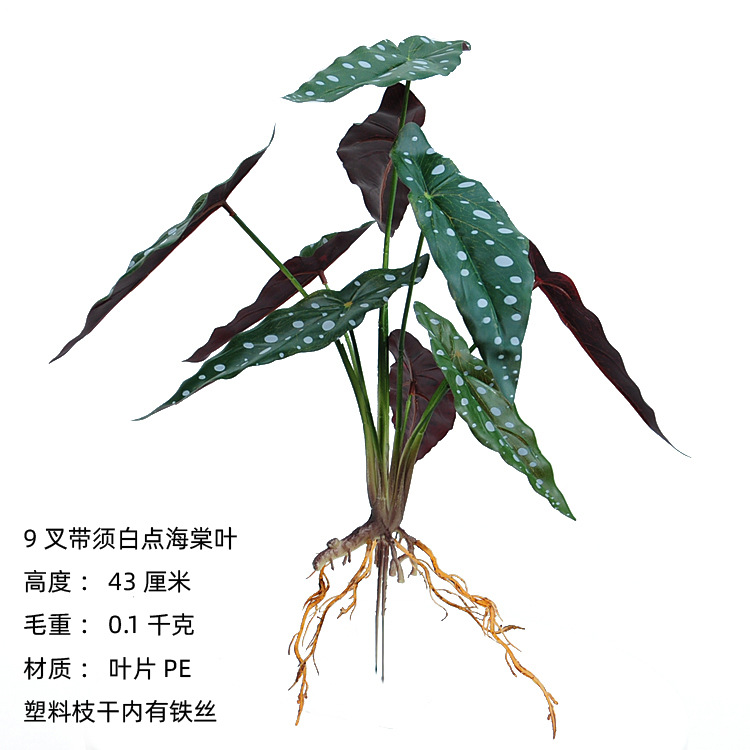 9 tenedor con puntos blancos Begonia hojas