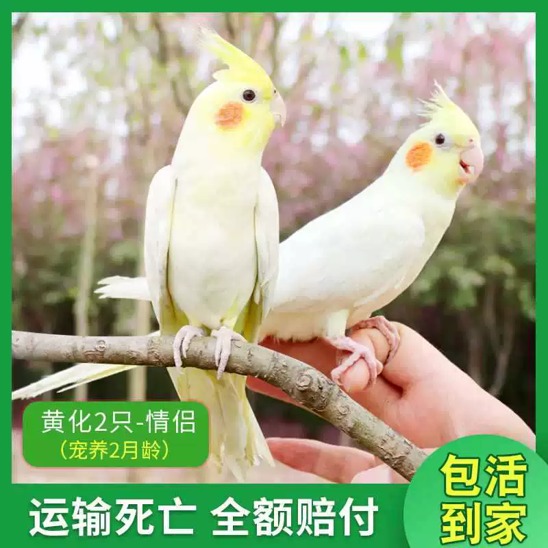 Попугай Xuanfeng для содержания и тренировок, обучение речи, домашний питомец, пара птиц может содержаться вместе