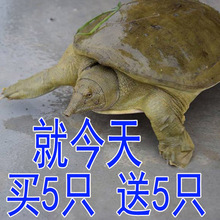 中华鳖苗放养垂钓小甲鱼苗母甲鱼外塘公甲鱼新鲜活体水鱼团鱼王八