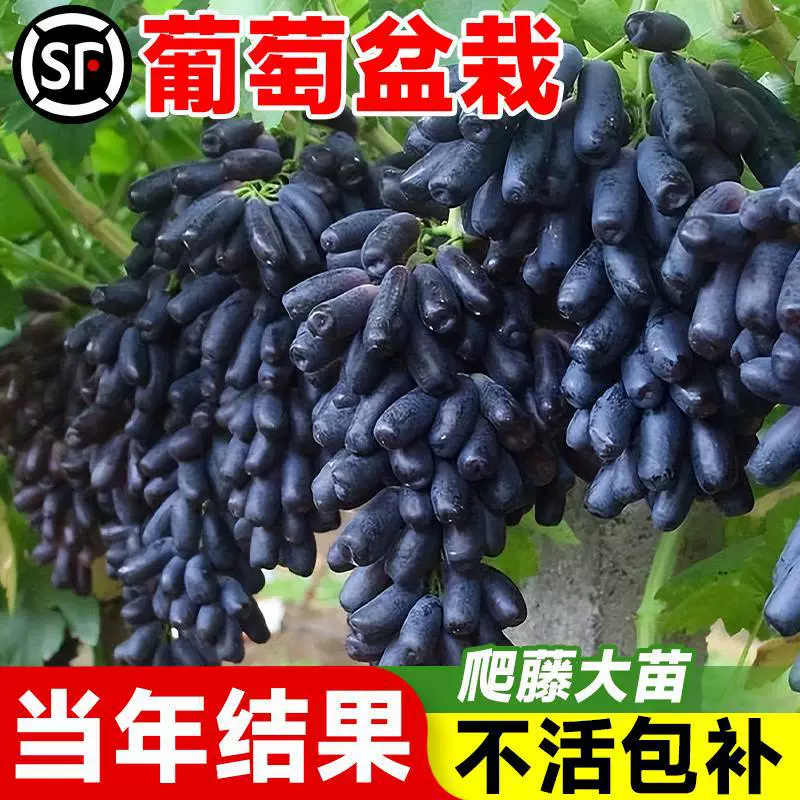 Саженцы винограда сапфир, саженцы розы солнечного света, саженцы вьющихся фруктовых деревьев Кёхо в горшках, посаженные на севере и юге.