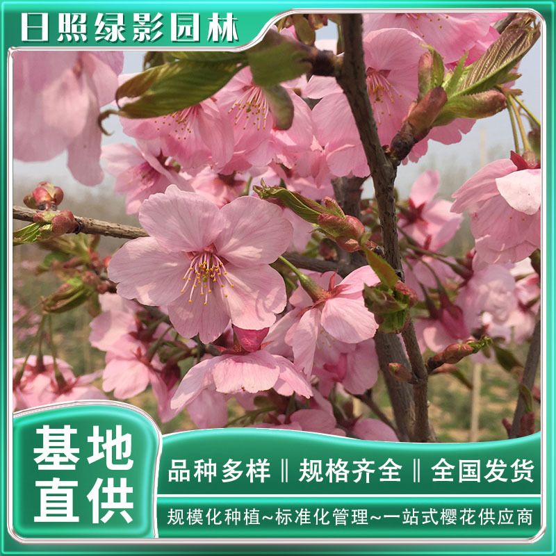 17114994670261830027 副本.jpg