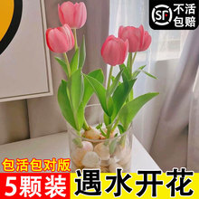 水培郁金香大种球花种植物盆栽水养遇水开花卉室内好养鲜花风信子