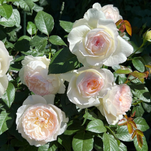 One-Piece Drop-Shipping Bolero Rose Flower Seedlings Potted Plants Bloom in All Seasons and Are Fragrant for Balcony and Courtyard Light Pink Roses