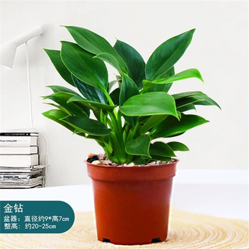 20cm 골든 다이아몬드 1개 + 오리지널 흙 화분 + 영양액 [한정판매]