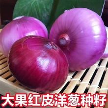 �tƤ���[�N�ӷN�ѷNֲ�ش�A�[�ͺ���Ƥ�ļ��[�N���߲˷N��