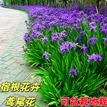 鸢尾花苗紫花红花黄花鸢尾兰蝴蝶兰花苗紫萼花批发