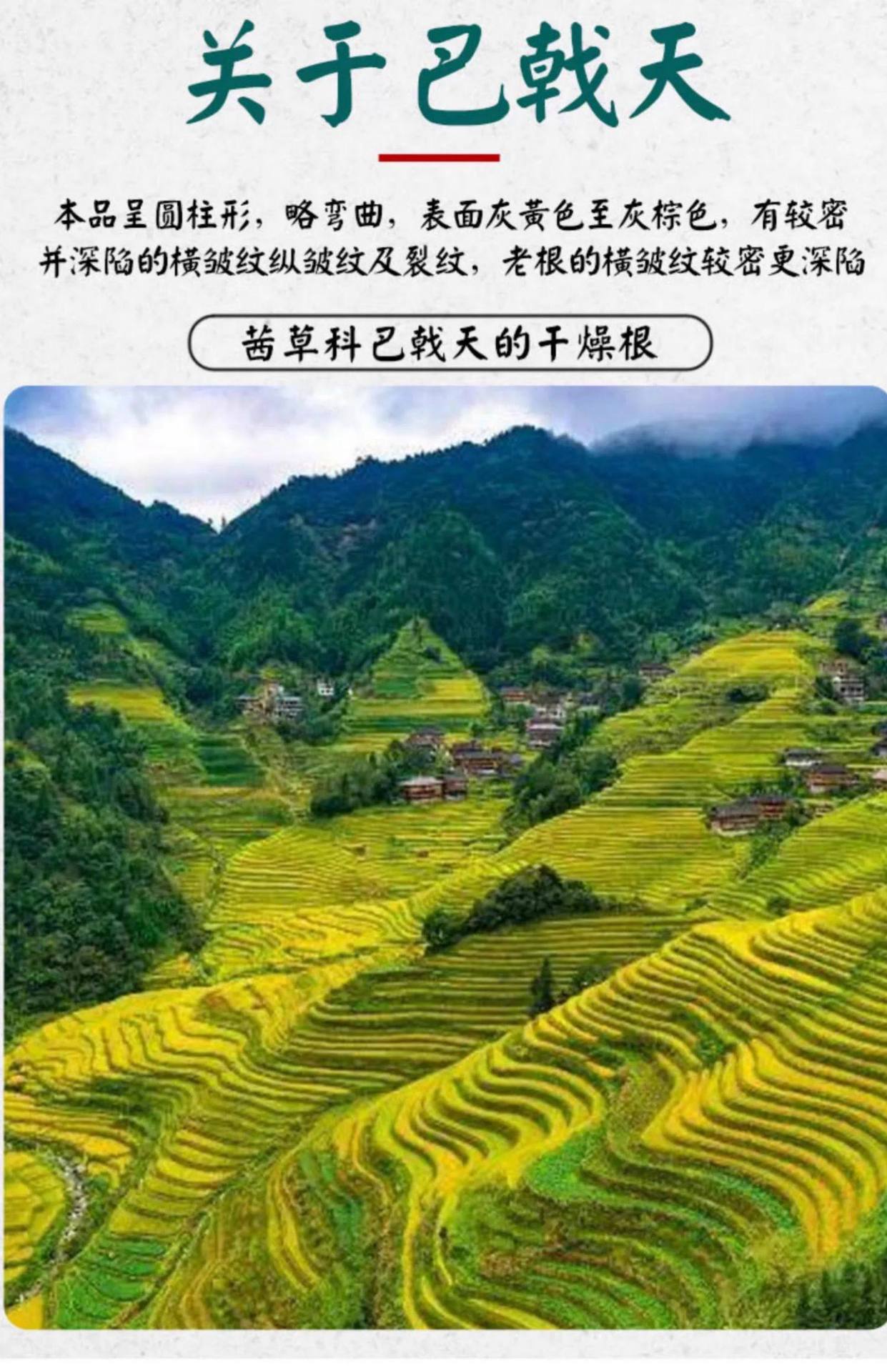 Morinda Root Ba Ji Tian 巴戟天 Dried Herb 500g for Traditional TCM Decoction and Herbal Wine overview