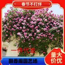 һ�����l1.5���Nޱ�����ٱ��¼��ش󻨝�������ֲ��ͥԺ�̨�ļ�