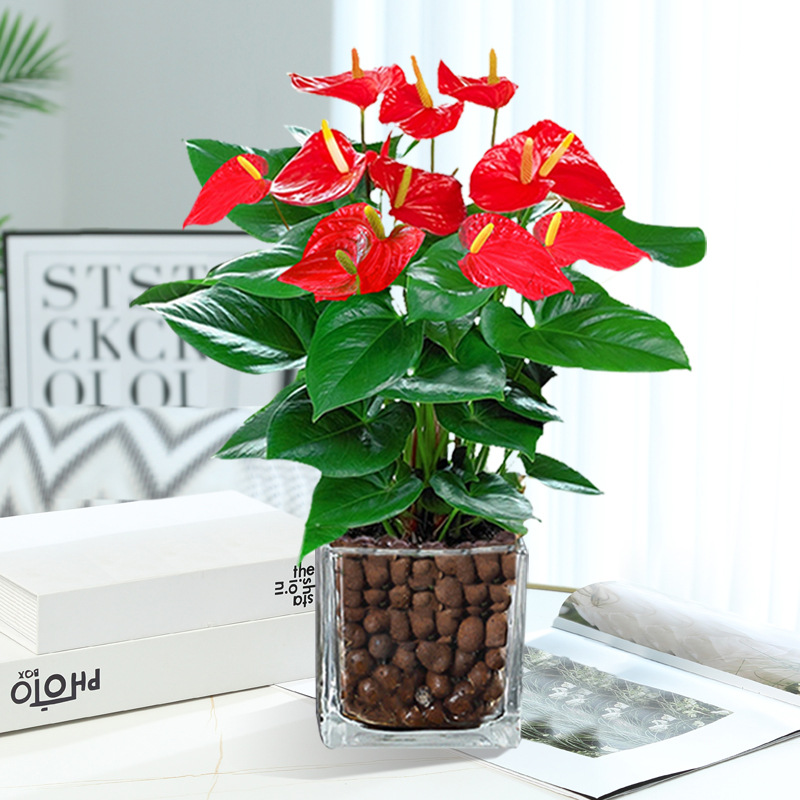 [메인사진 수경재배모델] 프리미엄 안스리움 + [사각형 실린더 + 세람사이트] + 영양액