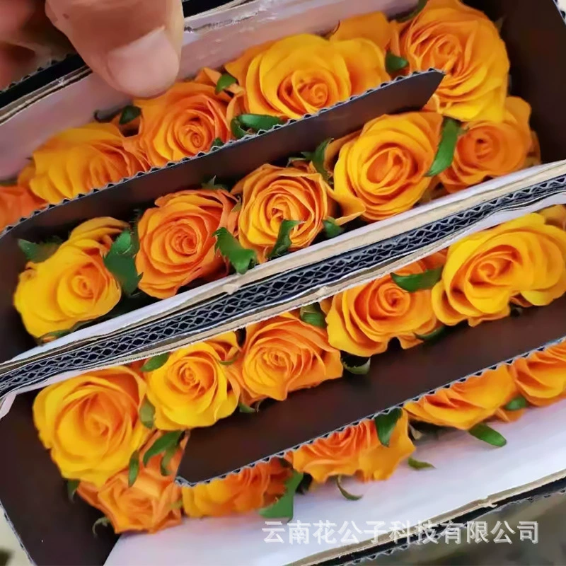 Изысканные розы из Куньмина, Юньнань, свежесрезанные цветы оптом от базы Дуо Нань, 20 стеблей/букет, сезонный праздничный букет