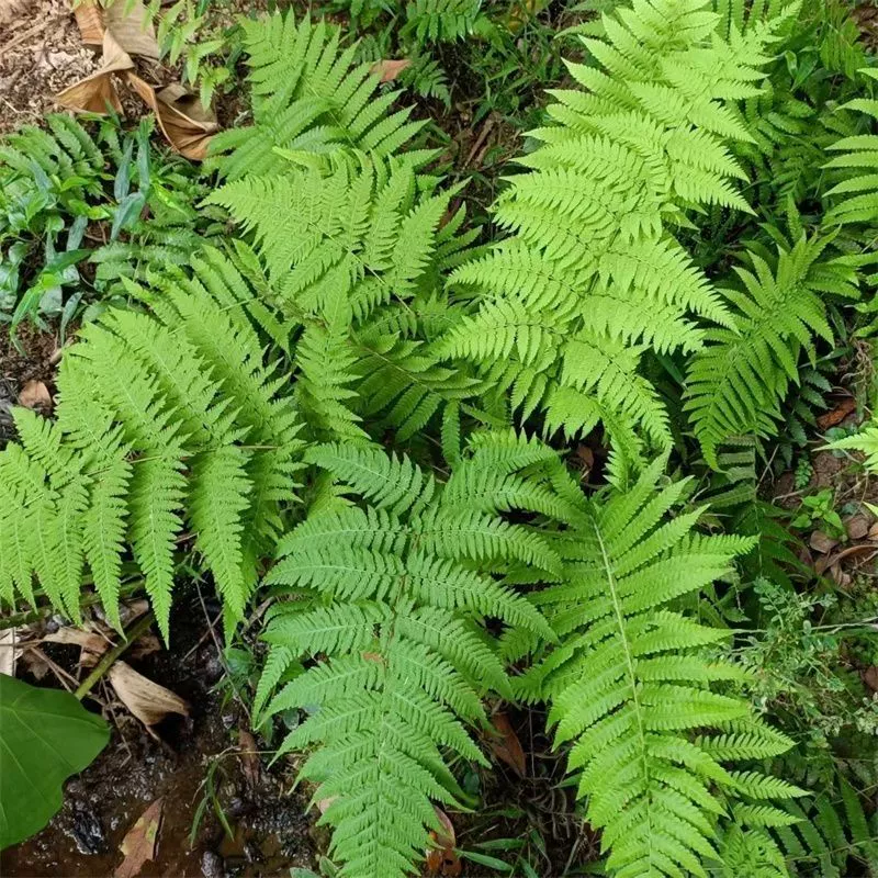 Игольчатый папоротник, большой морозостойкий папоротник, комнатное растение в горшке на балконе, цветочная окантовка во дворе, светолюбивое многолетнее растение, легко поддерживаемое лиственное растение.