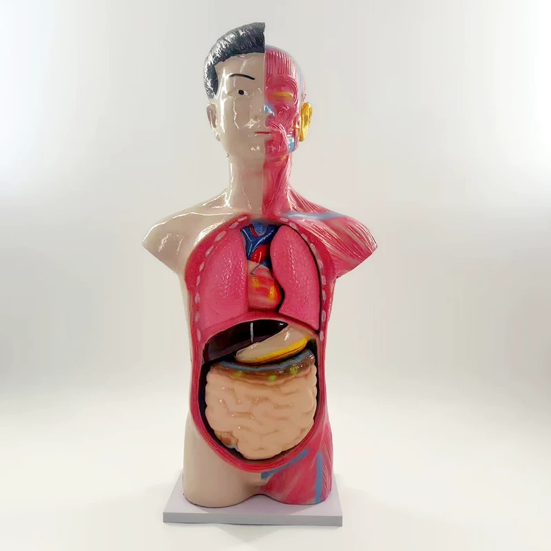 J39053 молодежная модель половины тела человека, обучающий инструмент, модель начальной школы, структура человеческого тела, внутренний орган
