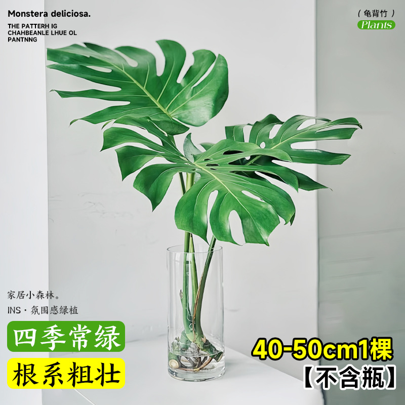 plantas de hidroponía de bambú de tortuga en el interior en cuatro estaciones buenas plantas verdes pequeñas en sala de estar hojas grandes plantas de maceta de pila vieja eliminación de formaldehído