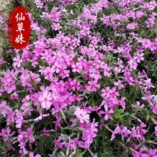 ���ظ�����֥�ѻ��玧�����Ի�ɫ����֥��С�绨��ͥԺ�������l