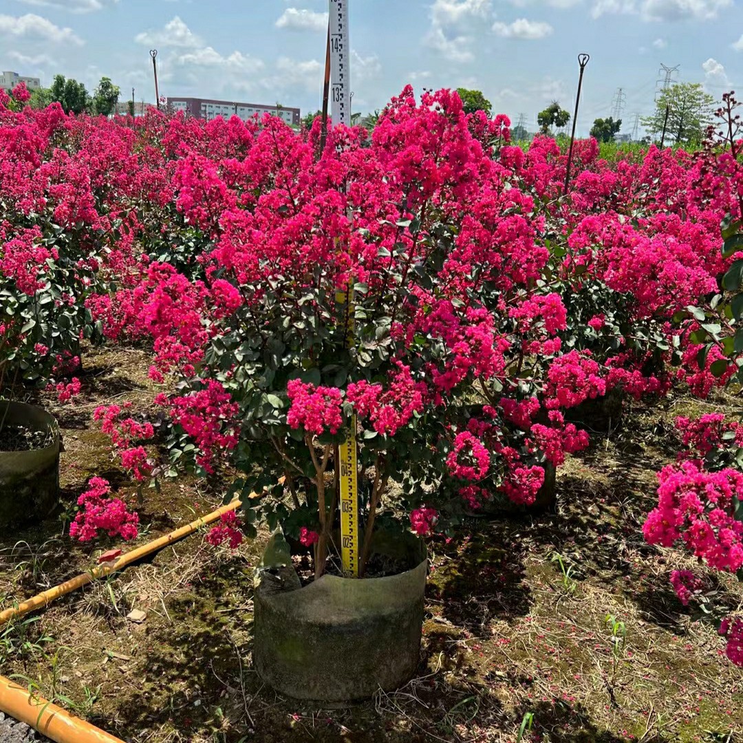 2207基地批发 供应 丛生 天鹅绒紫薇 袋苗 园林绿化工程 花灌木