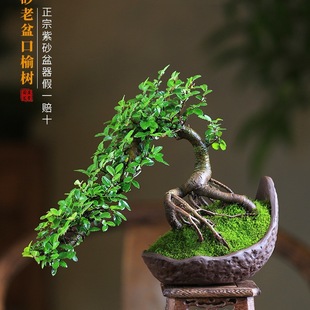 �ܘ�����С�~������ʽ�͹ŶU���辰�҃���������ͥԺ�͏d�Gֲ�[��