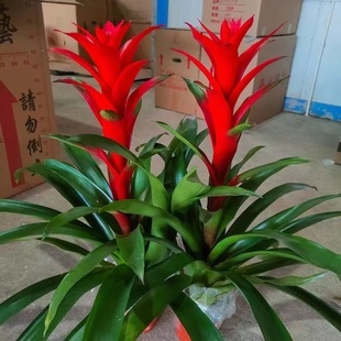 70���� �P�����Լ����t��ֲ�����\���^�҃��k���͏d�辰