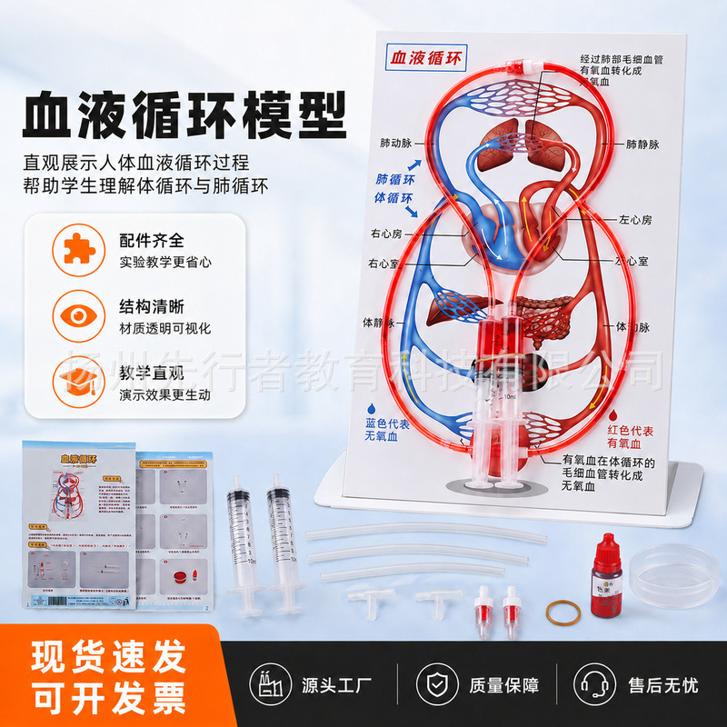 Human Circulatory System Model to Understand Blood Circulation, Human Organs, Physical Science, Biotechnology, and Small-Scale Projects Human Circulatory System Model to Understand Blood Circulation, Human Organs, Physical Science, Biotechnology, and Small-Scale Projects