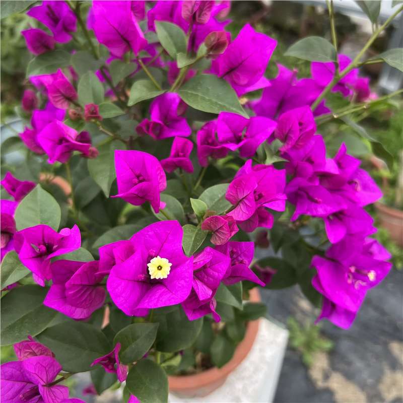 Ciruela triangular planta en maceta nueva variedad de flores de flores de rosa balcón patio aire purificado cuatro estaciones flores bonsai