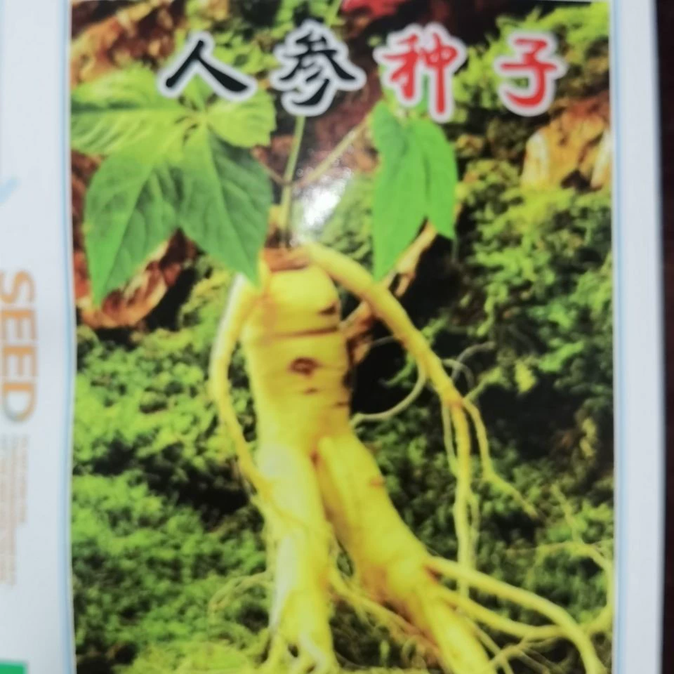 Семена Женьшень Юнхао Семена Американский Женьшень Семена Дикий Женьшень Семена Четыре Сезона Многолетние Лекарственные Семена можно выращить вокруг