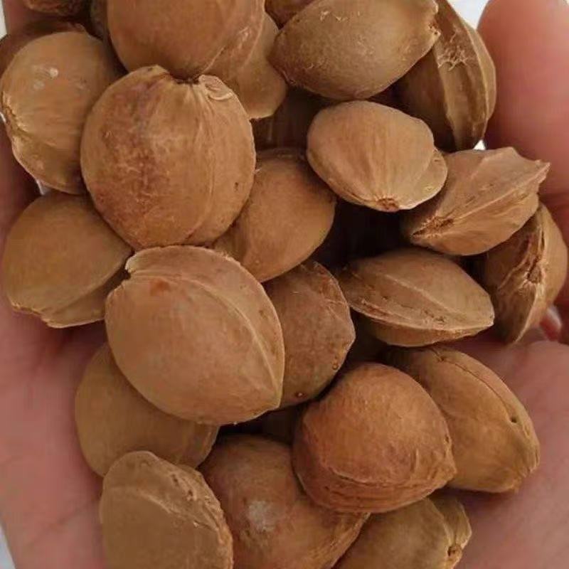 跨境种子 山杏树种子 杏树籽 果树杏子 花籽草籽 花卉种子