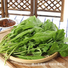 芝麻菜种子小香葱种子盆栽阳台室内外植物农家庭院种植蔬菜种子