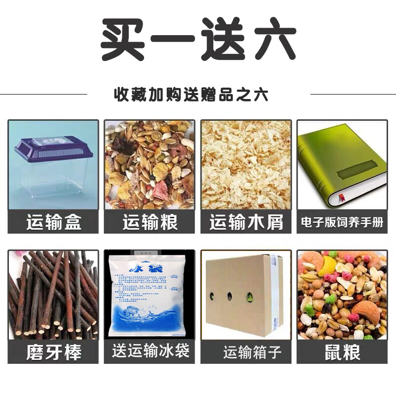 苍鼠活物 宠物 一对小仓打过疫苗包活公仔三线银狐布丁紫仓鼠家养