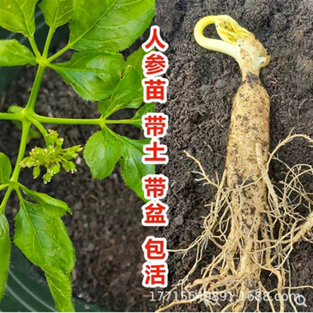 Рассада женьшеня Бонсай Завод Горный Чанбай Женьшень Рассада Горшечное растение Северо-Восточная Специализированная посадка Свежий двор с почвой