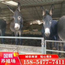 山东肉驴养殖场出栏乌头驴 肉驴苗价格 常年出售种驴苗
