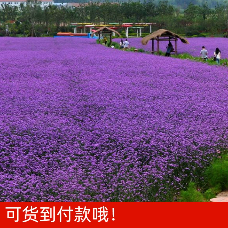 Иван Вербена Семена Весна и Осень Посев Многолетних Морозостойких Семян Цветов Свадебная Фотография Цветок Морской Пейзаж Семена Цветов