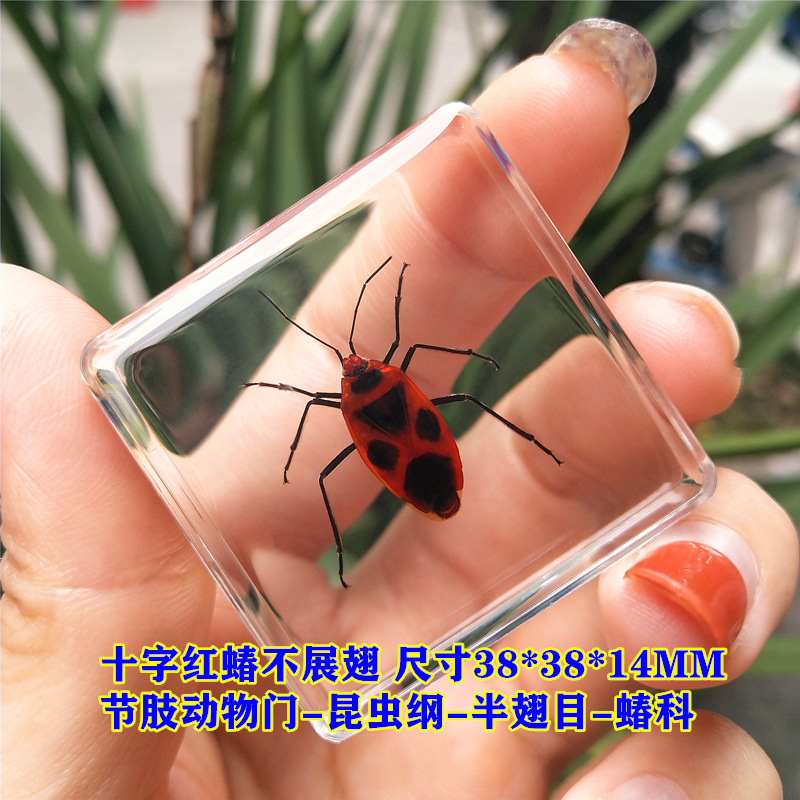 짙은 녹색 십자형 붉은 벌레는 날개를 펼치지 않습니다