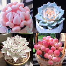 �¿����ֲ�����ԽM�ς�Ӱ�ۼt���ֺ��B�ͺ��k������
